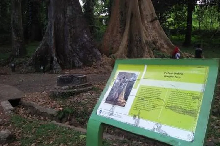 Pohon Jodoh di kebun Raya Bogor (AyoBogor)