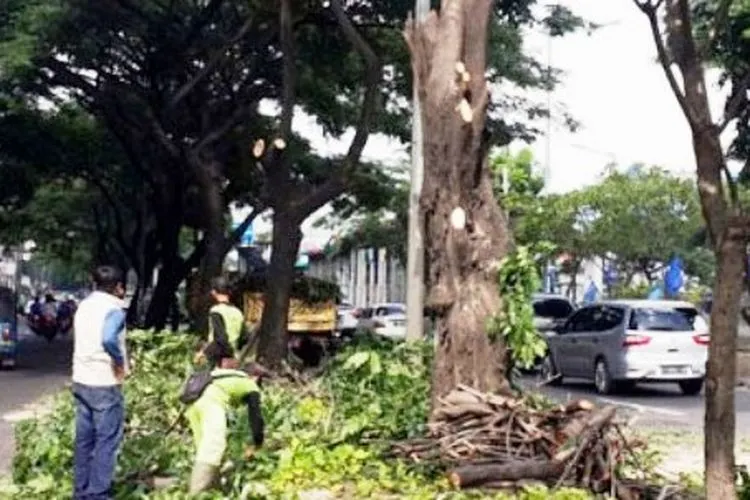 Pemangkasan pohon oleh petugas Sudin Kehutanan Jakbar/barat.jakarta.go.id