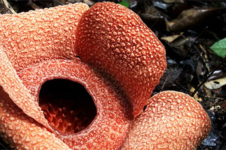 Rafflesia patma/DiasMN/deviantart.com