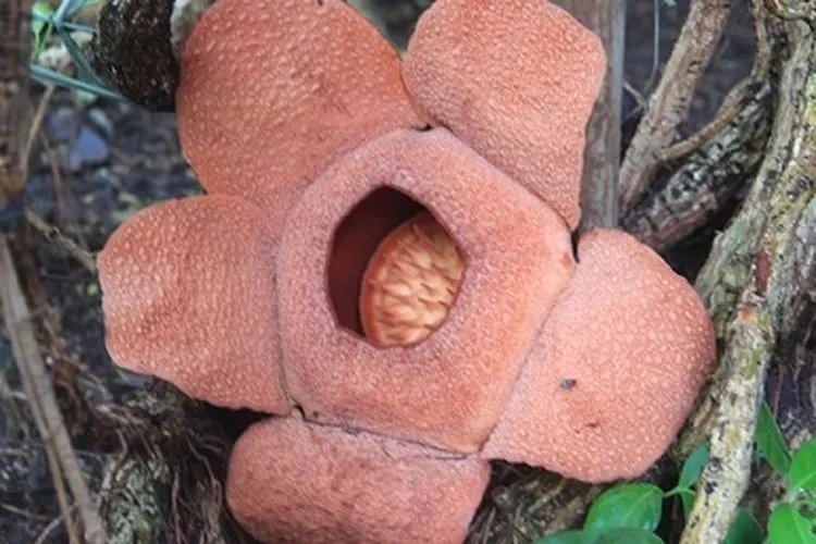 Rafflesia patma/krbogor.lipi.go.id