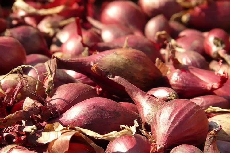 Ilustrasi bawang merah / Pixabay