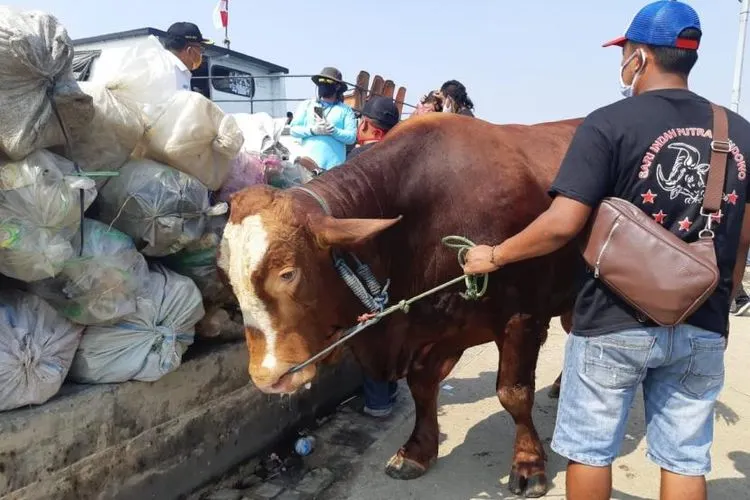 Sapi milik Presiden Jokowi dibawa ke Kepulauan Seribu, Rabu (29/7/2020). Foto: Muhamad Ubaidillah