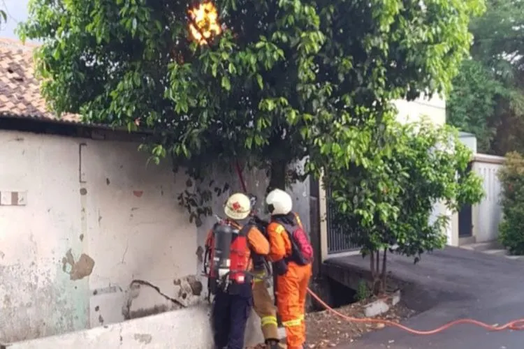 Petugas Damkar Jaktim mengevakuasi sarang tawon yang meresahkan warga di Jalan Lumba-Lumba, Kelurahan Jati (Antara/HO-Damkar Jaktim).