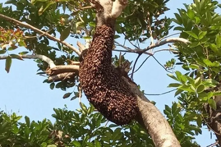 Sarang tawon (Beritajakarta.id)