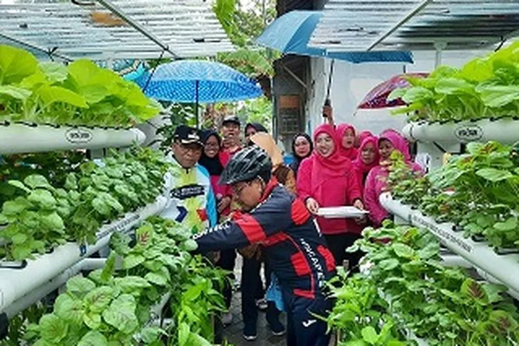 Bupati Kepulauan Seribu Husein Murad melakukan panen perdana sayuran hidroponik di Pulau Kelapa (pulauseribu.jakarta.go.id)