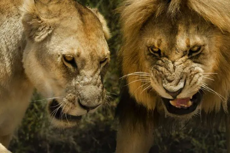 ilustrasi singa/ shutterstock