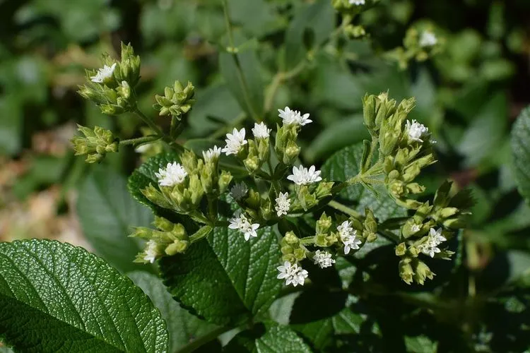 Stevia (pixabay)
