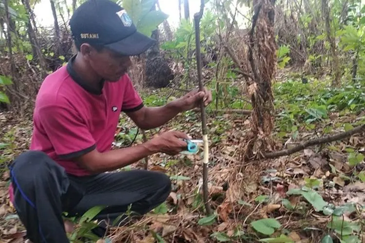 Petugas melakukan pembibitan pohon sukun dengan cara mencangkok (pulauseribu.jakarta.go.id)