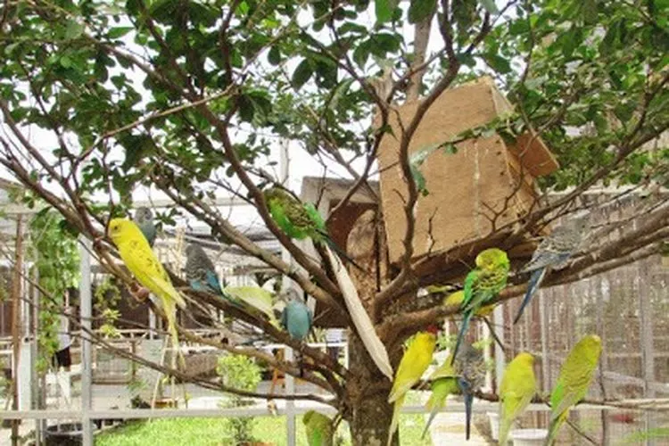 Taman Burung/Jejakpiknik.com