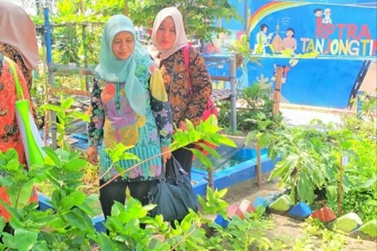 Pengelola RPTRA Tanjong Timur memanen sayuran yang ditanam dengan sistem hidroponik (pulauseribu.jakarta.go.id)
