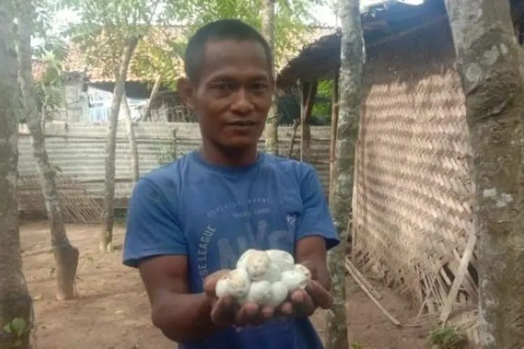 Juki, warga Desa Pondok Kelor, Kabupaten Tangerang, menunjukkan telur ular kobra yang ditemukan di tempat tidurnya, Jumat (23/10/2020). [Foto: BantenNews.co.id]