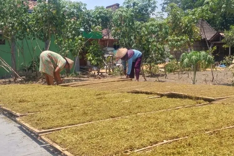 Petani Tembakau/shutterstock
