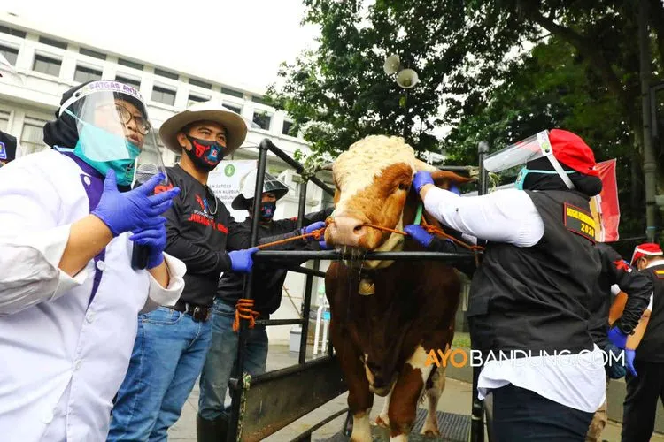 Tim Satgas Pemeriksaan Hewan Kurban memeriksa hewan kurban di Balai Kota Bandung, Jalan Wastukancana, Kota Bandung, Rabu (15/7/2020).(dok Ayobandung)