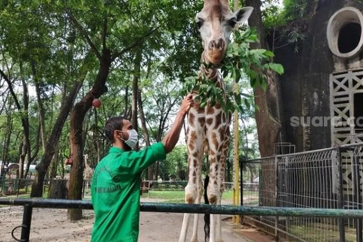 ilustrasi lokasi wisata Taman Margasatwa Ragunan/ dok