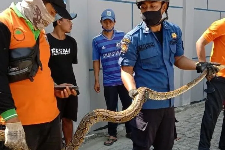 Petugas Sektor 8 Suku Dinas Penanggulangan Kebakaran dan Penyelamatan (Sudin Gulkarmat) Jakarta Utara dan Kepulauan Seribu, berhasil mengevakuasi ular sanca sepanjang empat  meter di Pulau Pari, Kepulauan Seribu Selatan/pulauseribu.jakarta.go.id