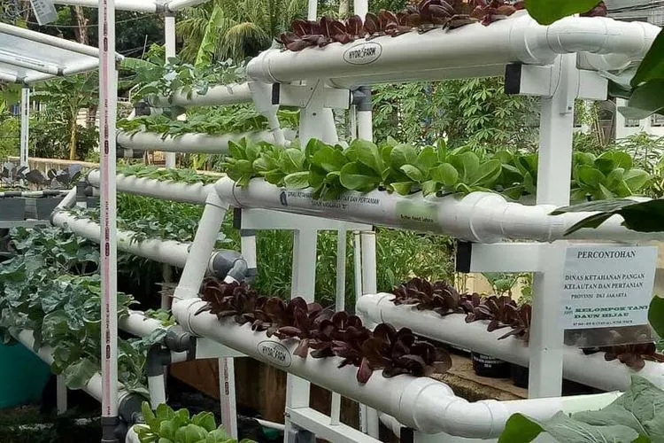 Urban Farming/Trubus.id