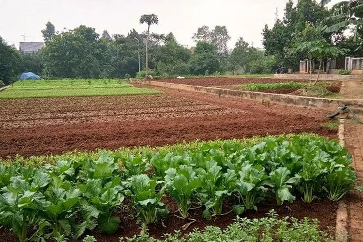 Ilustrasi urbang farming (Warta Kota/Feryanto Hadi)