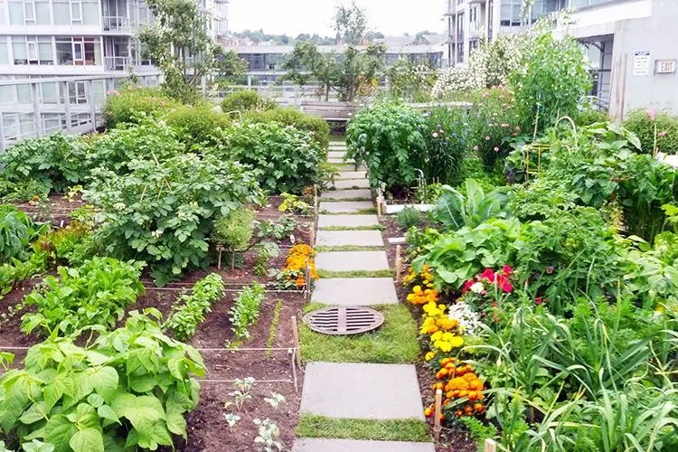 Urban farming/Sydney.edu.au