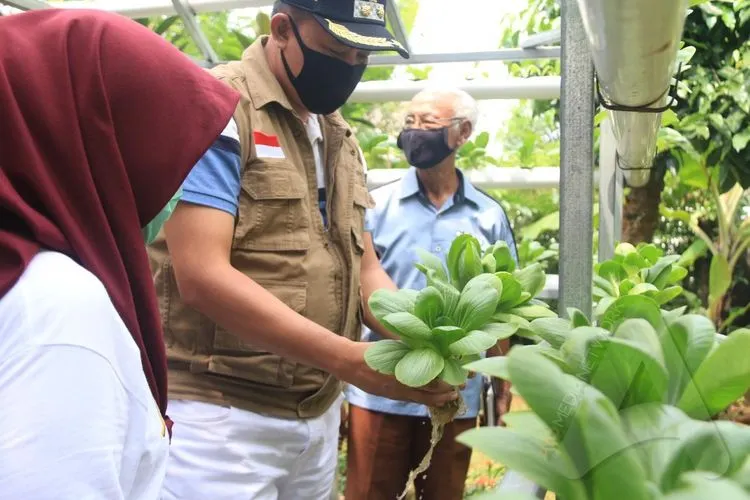 Wakil Wali Kota Bekasi Tri Adhianto Tjahyono memanen sayuran pokcoy dan kangkung hidroponik di Forest House Bola Bal Indonesia, Jati Asih, Kamis (16/4/2020). (Ayobekasi.net/Firda Puri Agustine)