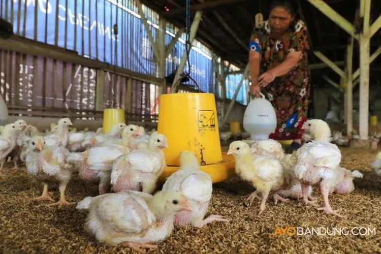 Ilustrasi/ Ayam hidup (AyoBandung)