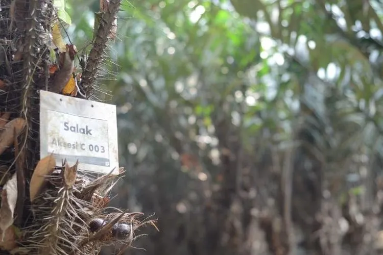 Pohon Salak Condet. (Hendy Dinata/ayojakarta.com)