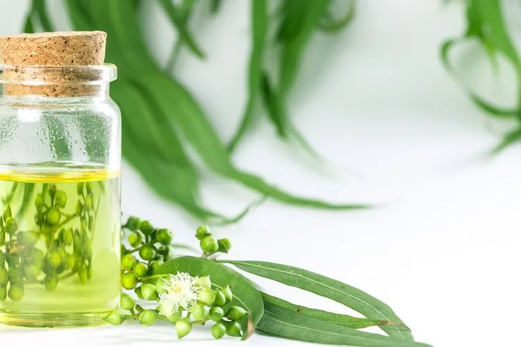 Minyak esensial Eucalyptus, Eucalyptol (1.8 Cineol) pada konsentrasi tertentu dapat menghambat 80 – 100% pertumbuhan gama virus corona.