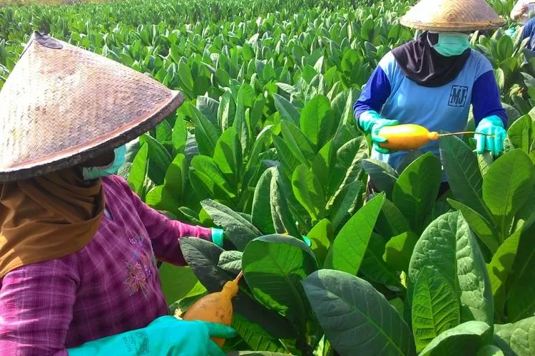 Petani Tembakau Ikut Terkena Imbas Covid 19/istimewa