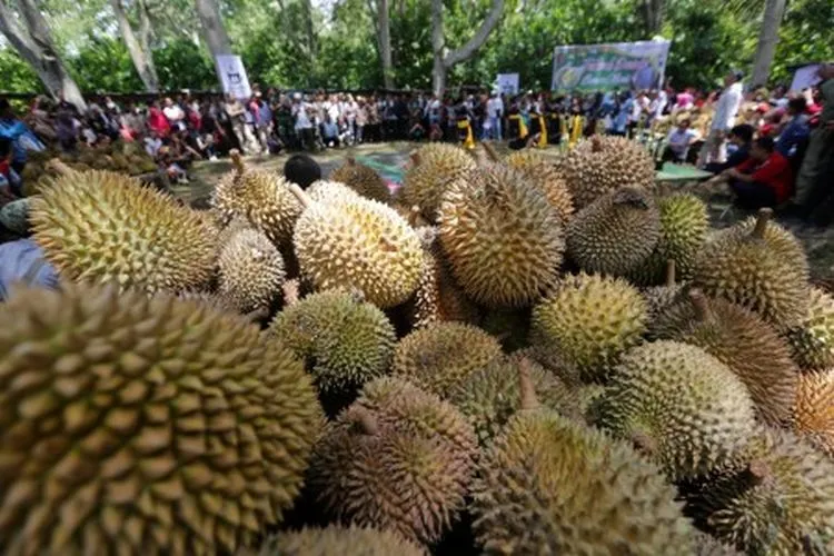 Tumpukan buah durian dikelilingi pengunjung pada festival durian tanah gayo di Desa Reje Ilang, Bener Meriah, Aceh, Sabtu (2/3/2019). Festival durian diselenggarakan untuk mempromosikan Kabupaten Bener Meriah sebagai salah satu daerah penghasil durian didataran tinggi gayo. ANTARA FOTO/Irwansyah Putra/pd.