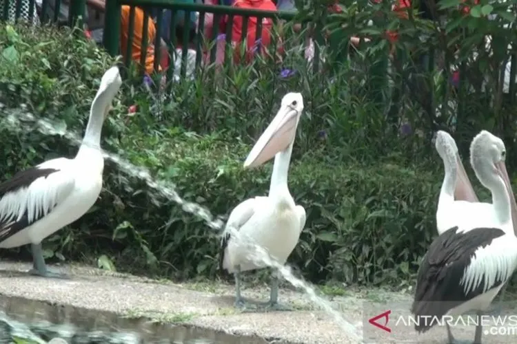 Ragunan (Antara)