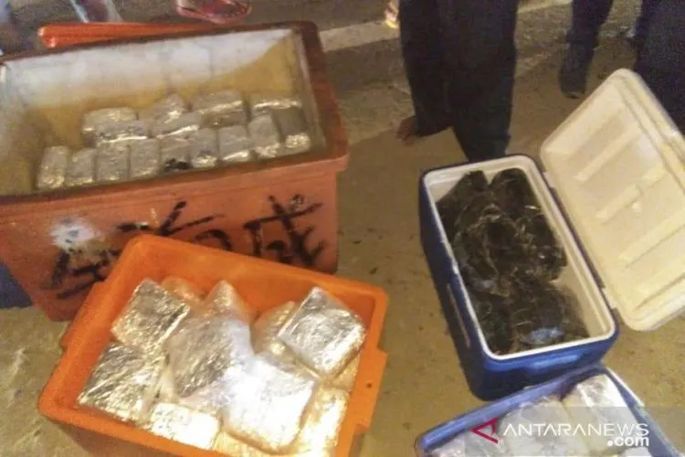 BNN Amankan 100 Kg Narkotika dalam Kotak Ikan. (Antara)