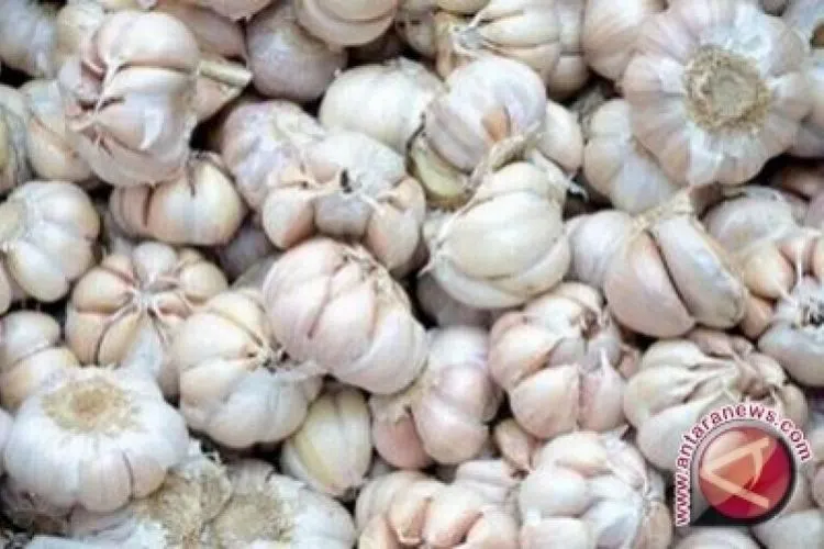 Bawang Putih (Antara)