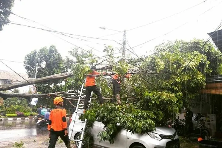 pohon tumbang timpa mobil di Jalan Dadali (Dok. istimewa)