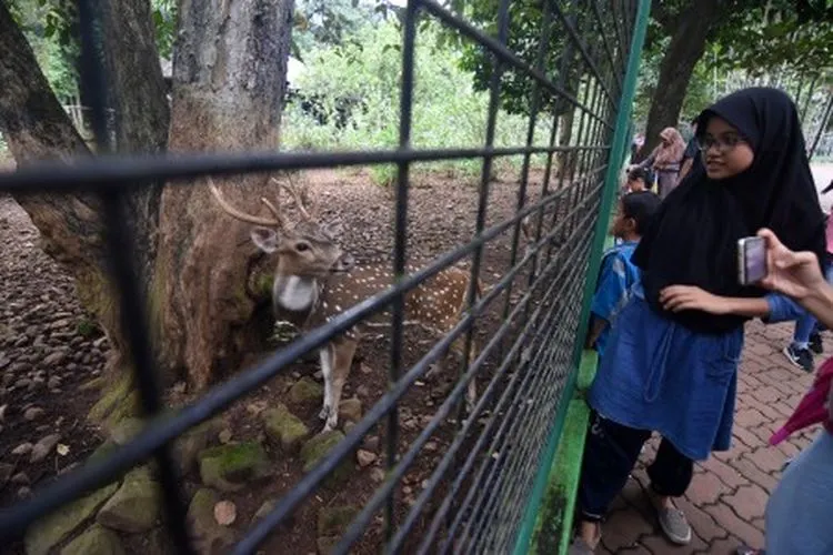 Warga melihat Rusa Totol saat berkunjung ke Kebun Binatang Ragunan di Jakarta, Jum'at (19/4/2019). Kunjungan wisatawan ke Kebun Binatang Ragunan meningkat hingga 20.285 pengunjung saat hari libur memperingati Wafatnya Isa Almasih. ANTARA FOTO/Indrianto Eko Suwarso/hp.