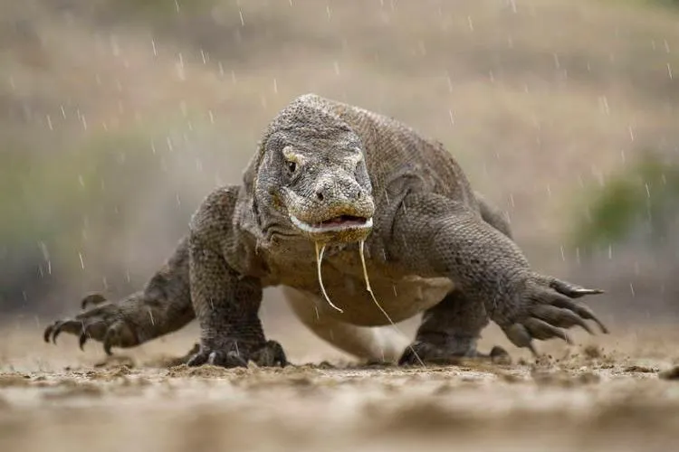 Komodo