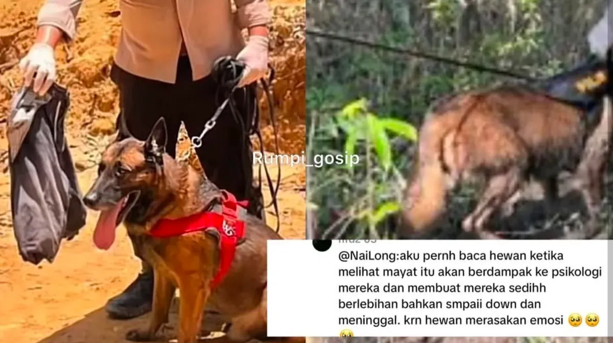 Kisah Reno anjing jenis Belgian Malinos unit K-9 Polda Riau yang gugur pada Minggu, 30 November 2025. (Sumber: Instagram @rumpi_gosip | Foto: Instagram @rumpi_gosip)