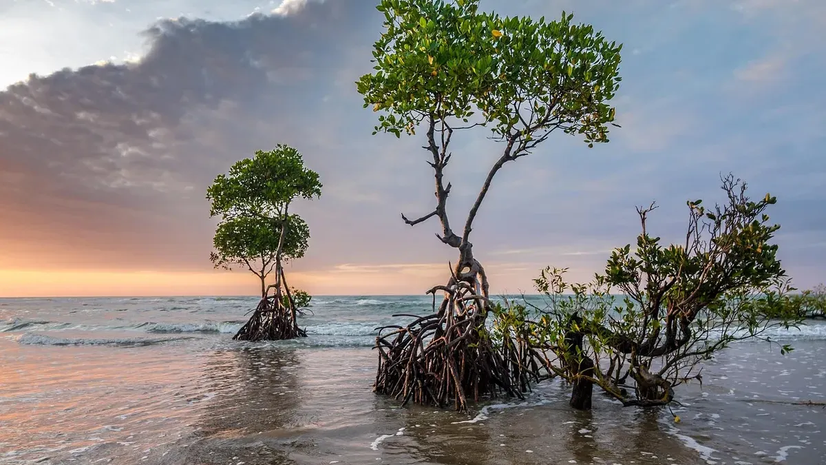 Ilustrasi. Pemanfaatan dan Pengendalian Kerusakan Ekosistem Mangrove. (Sumber: Pixabay | Foto: Pixabay)