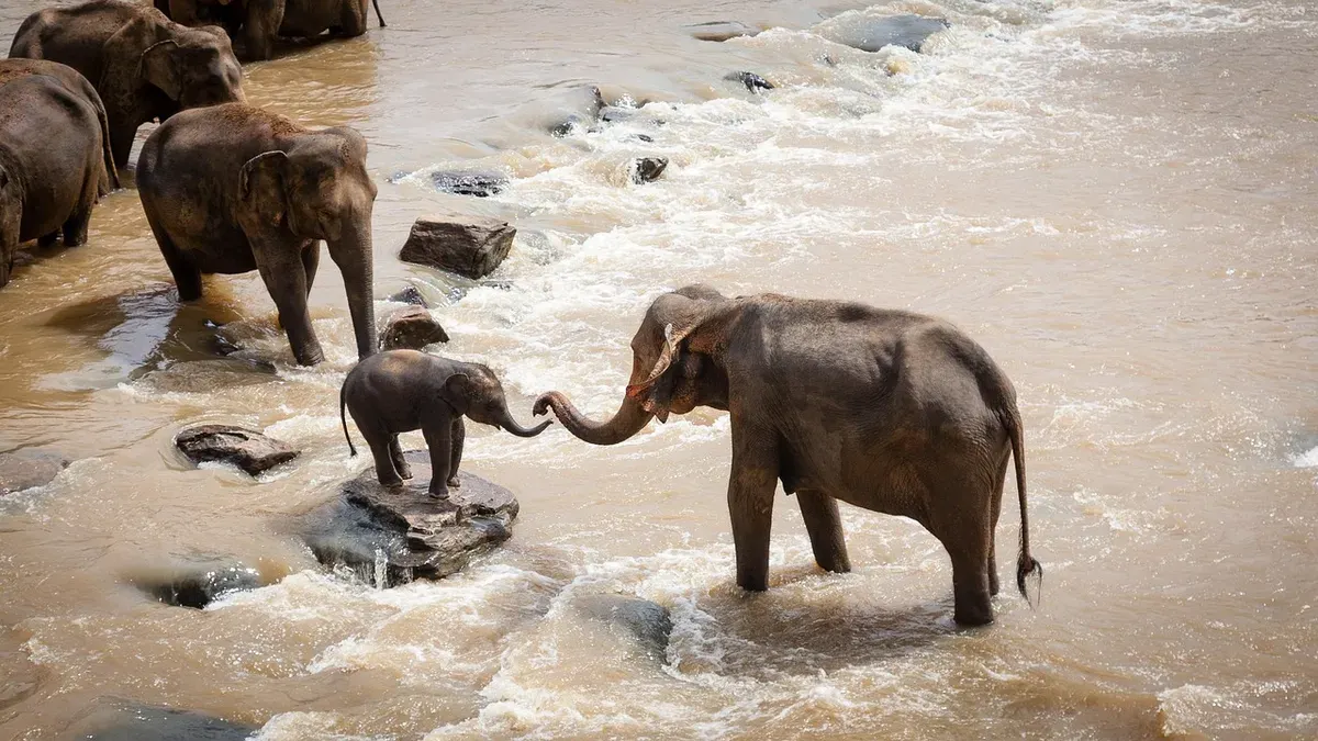 Ilustrasi. Gajah Sumatera di Pusat latihan Gajah (PLG) Sebanga, Kecamatan Pinggir, Kabupaten Bengkalis, Riau kini hanya memiliki lahan 1 hektar saja. (Sumber: Pixabay | Foto: Pixabay)