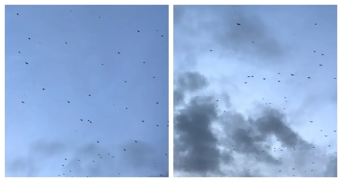 Kawanan Burung Terbang Kelilingi Wilayah Aceh Selatan (Sumber: TikTok @bang_zem93)