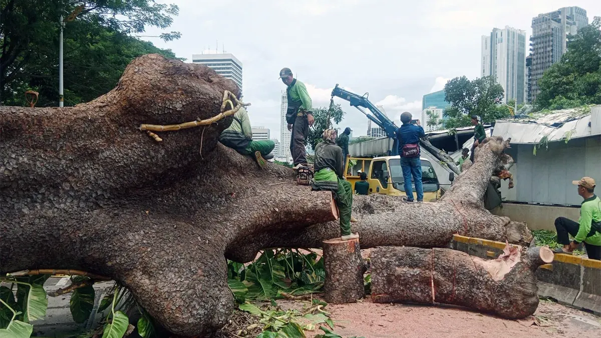 Sebagai informasi, pohon berukuran besar tumbang di Jalan Sisingamangaraja, sebelum Patung Pemuda Membangun, Senayan, Jakarta Selatan, pada Kamis (20/11) siang. (Sumber: beritajakarta.id | Foto: beritajakarta.id)