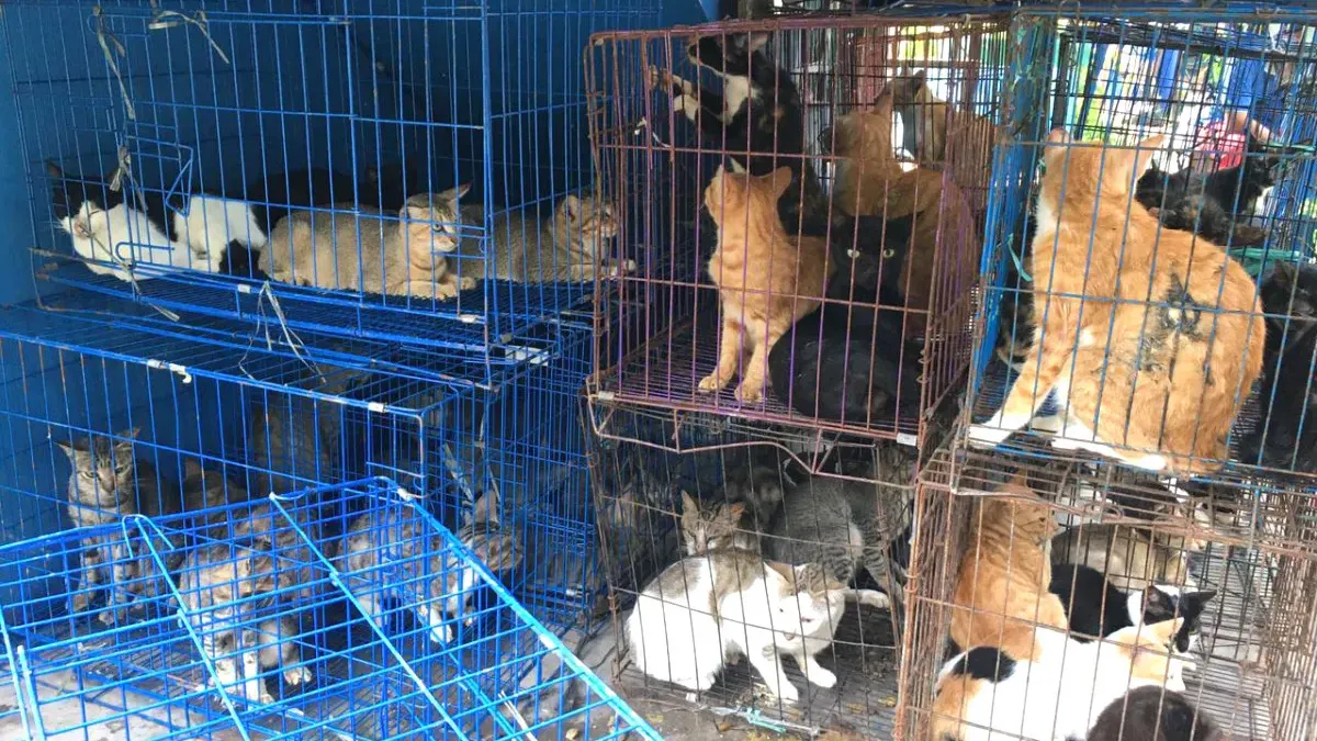 Rano Karno perda jual beli kucing anjing di DKI Jakarta. (Sumber: Beritajakarta.id | Foto: Beritajakarta.id)