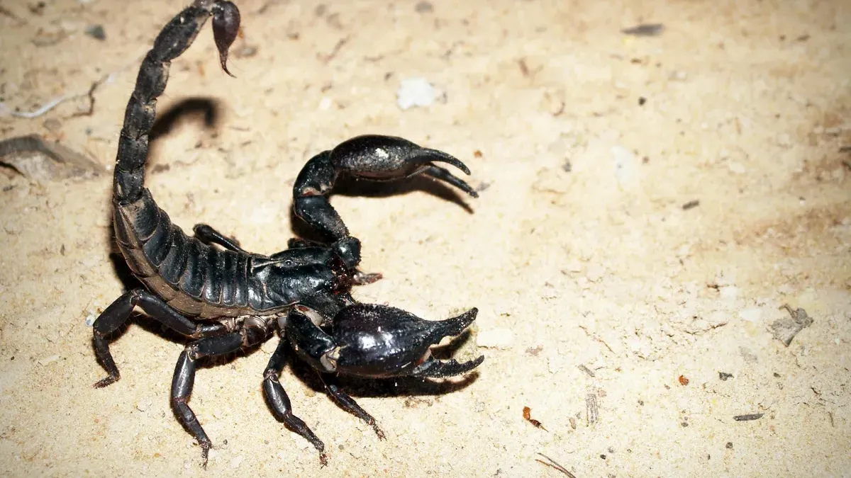 Ilustrasi Zodiak Scorpio. (Sumber: Pexels/icon0 com)