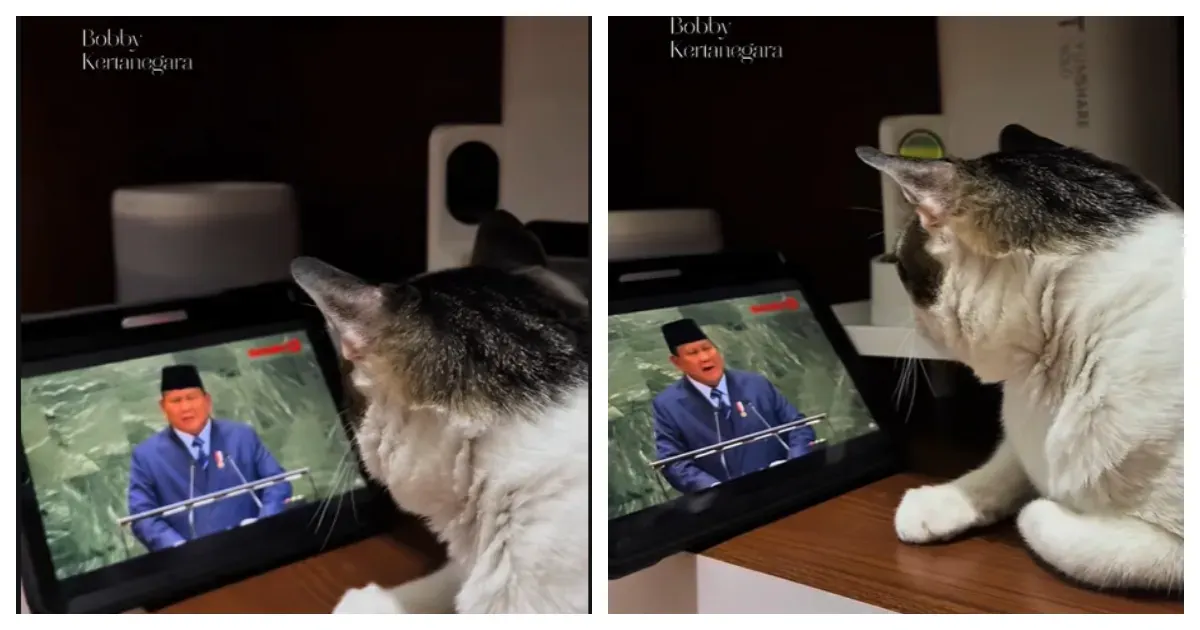 Video 'Bobby Kertanegara' Serius Melihat Presiden Prabowo Pidato di Sidang PBB (Sumber: TikTok @bobbykertanegara)