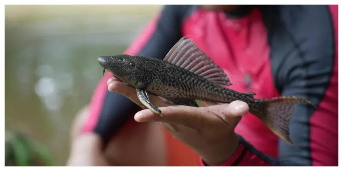 Ikan Sapu-sapu (Sumber: beritajakarta.id/ istimewa)