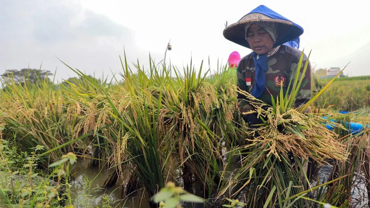 Berbagai langkah antisipasi dilakukan oleh Pemprov DKI Jakarta untuk menghadapi fenomena El Nino yang dapat mengganggu pasokan pangan. (Sumber: Beritajakarta.id | Foto: Beritajakarta.id)