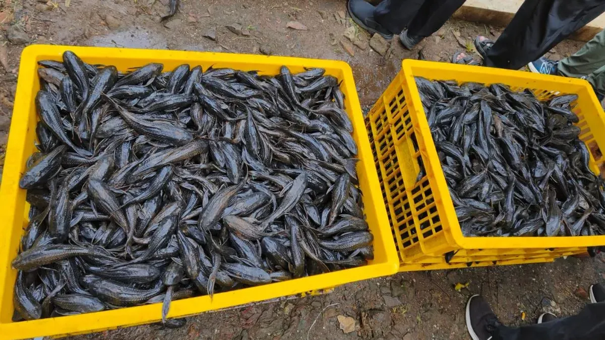 Pemerintah Provinsi (Pemprov) DKI Jakarta melalui Dinas Ketahanan Pangan, Kelautan, dan Pertanian (KPKP) mencatat sebanyak 68.880 ekor ikan sapu-sapu berhasil ditangkap. (Sumber: beritajakarta.id | Foto: beritajakarta.id)