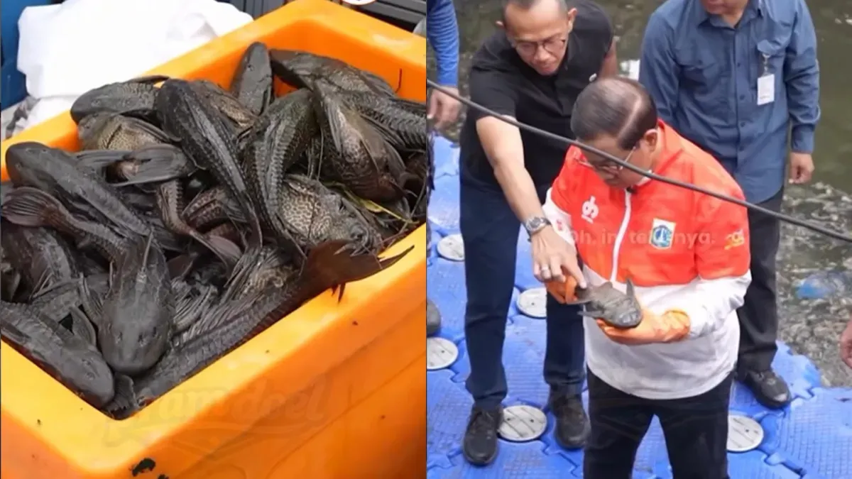 Gubernur DKI Jakarta, Pramono Anung Pantau Kegiatan Pembersihan Ikan Sapu-sapu di kawasan Kelapa Gading, Jakarta Utara. (Sumber: Instagram.com/@pram.doel)