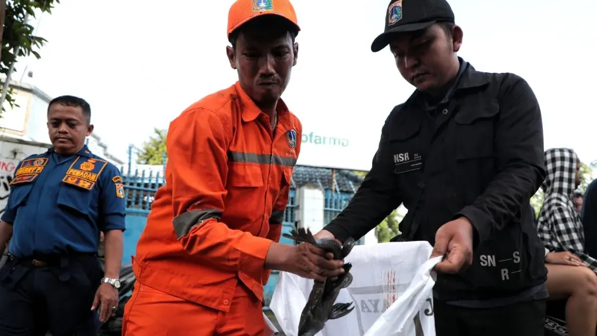 Petugas gabungan berhasil melakukan pengendalian ikan sapu-sapu dengan hasil tangkapan mencapai 1,87 ton dari sejumlah lokasi. (Sumber: beritajakarta.id | Foto: beritajakarta.id)