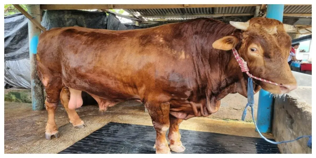 Sapi. (Sumber: dispertan.cilacapkab.go.id)