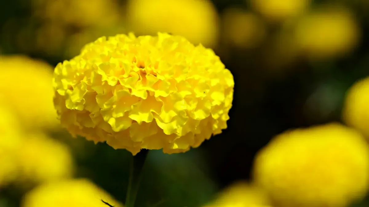 Manfaat Bunga Marigold. (Sumber: Pexels/hartono subagio)