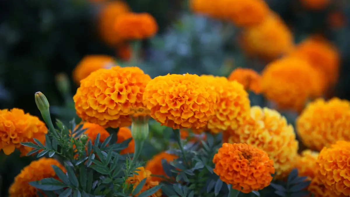 Marigold, Salah Satu Tanaman Pengusir Nyamuk. (Sumber: Unsplash/Julia Kwiek)